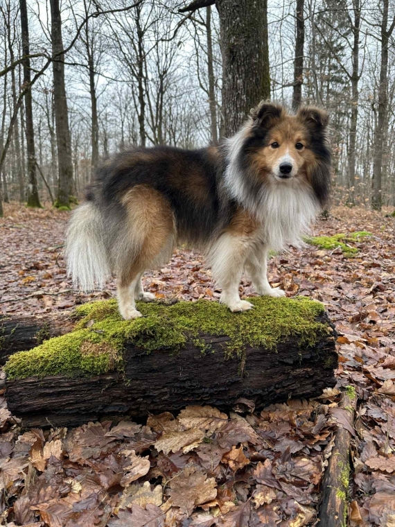 Petit mâle  né le 10/01/2026 est proposé – vendu 1000 €.