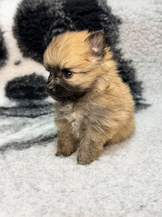 Petit mâle Spitz Allemand (Nain) né le 06/01/2026 est proposé – vendu 1360 €.