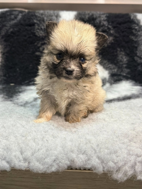 Petit mâle Spitz Allemand (Nain) né le 06/01/2026 est proposé – vendu 1360 €.