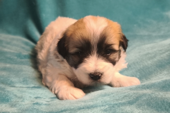 Petit mâle Coton de Tulear né le 16/01/2026 est proposé – vendu 1250 €.