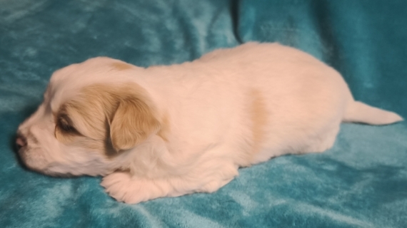 Petit mâle Coton de Tulear né le 16/01/2026 est proposé – vendu 1250 €.