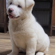 Chiot Akita Américain à adopter au prix de 1200 €