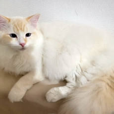 Chat Ragdoll chaton vendu 1300 €