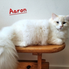 Acheter Chat Ragdoll bébé pour 1300 €