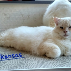 Chaton Chat Ragdoll à adopter au prix de 1300 €