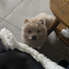 Adoption chiot Chow Chow au prix de 1300 €
