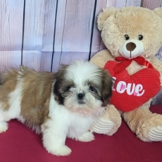 Acheter Shih Tzu bébé pour 1400 €