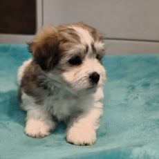 Chiot Coton de Tulear de race LOF avec pedigree à adopter.
