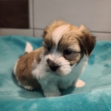 Coton de Tulear chiot vendu 1250 €