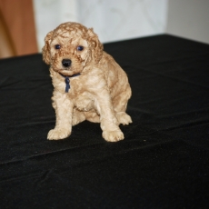 Caniche Nain chiot vendu 2000 €