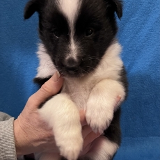 Colley Shetland chiot vendu 1000 €