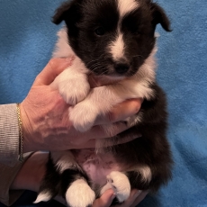 Adoption chiot Colley Shetland au prix de 1400 €