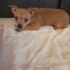 Chiot Chihuahua à adopter au prix de 699 €