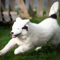 Laika de Yakoutie chiot vendu 1650 €