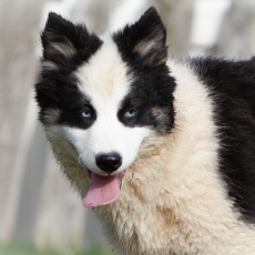 Laika de Yakoutie chiot vendu 1650 €