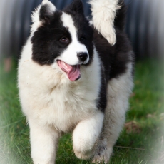 Laika de Yakoutie chiot vendu 1650 €