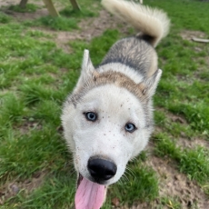 Adoption chiot Husky Sibérien au prix de 750 €