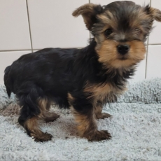 Yorkshire Terrier chiot vendu 1700 €