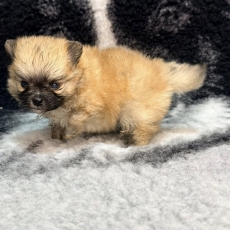 Spitz Allemand Nain chiot vendu 1360 €