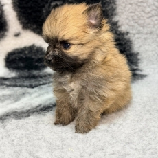 Spitz Allemand Nain chiot vendu 1360 €