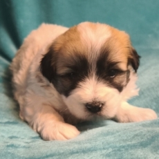 Acheter Coton de Tulear bébé pour 1250 €