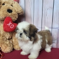 Shih Tzu disponible dans l'Orne