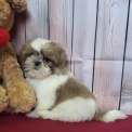 Shih Tzu disponible dans l'Orne