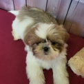 Chien Shih Tzu proposée par l’élevage Boule de poil au grand coeur.