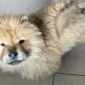 Chiot Chow Chow de race  en région Bretagne.