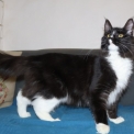 Chaton Maine Coon de race – prix 950 €.