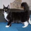 Chaton Maine Coon de race – prix 950 €.