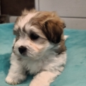 Chiot Coton de Tulear de race – prix 1350 €.