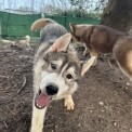 Chien Husky Sibérien proposé par l’élevage Des Loups Des Plaines Salées.