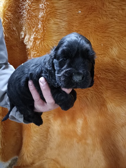 Petite femelle Cocker Anglais (Spaniel) n�e le 07/02/2026 est propos�e � vendue 1500 �.