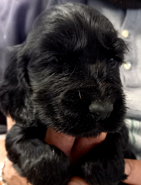 Petite femelle Cocker Anglais (Spaniel) n�e le 07/02/2026 est propos�e � vendue 1500 �.