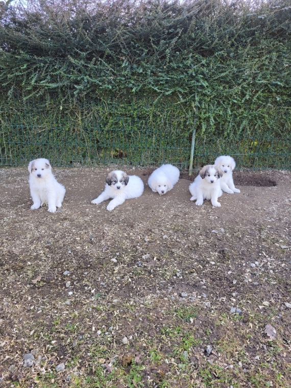 Petit mâle Berger des Pyrénées à poil long né le 07/01/2026 est proposé – vendu 700 €.