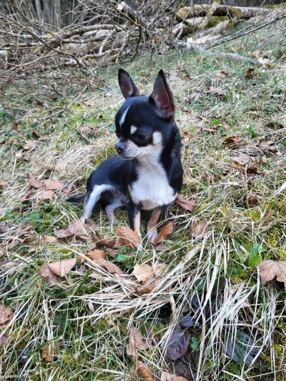 Petit mâle Chihuahua né le 13/07/2025 est proposé – vendu 1200 €.