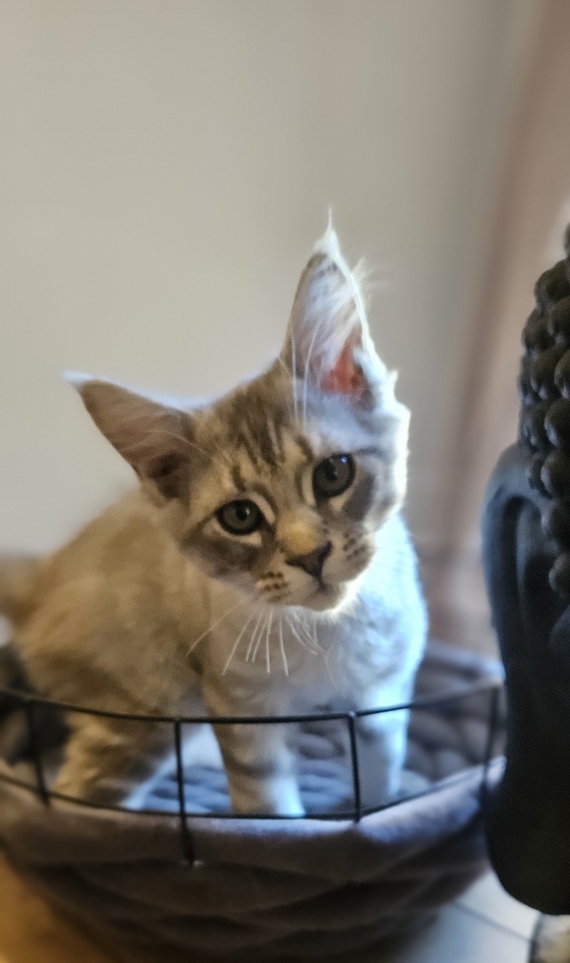 Petit mâle Maine Coon né le 04/12/2025 est proposé – vendu 1200 €.