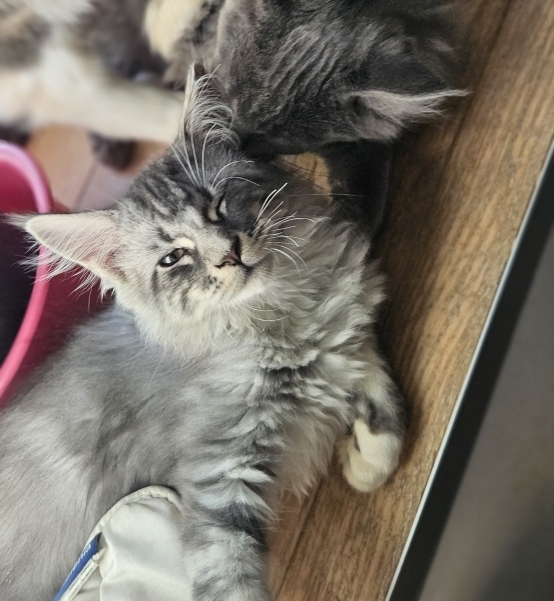 Petit mâle Maine Coon né le 04/12/2025 est proposé – vendu 1200 €.