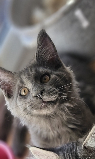 Petit mâle Maine Coon né le 04/12/2025 est proposé – vendu 1200 €.