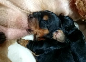 Petit mâle Cocker Anglais (Spaniel) né le 15/02/2026 est proposé – vendu 1500 €.