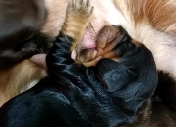 Petit m�le Cocker Anglais (Spaniel) n� le 15/02/2026 est propos� � vendu 1500 �.