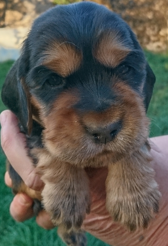 Petit m�le Cocker Anglais (Spaniel) n� le 08/02/2026 est propos� � vendu 1500 �.