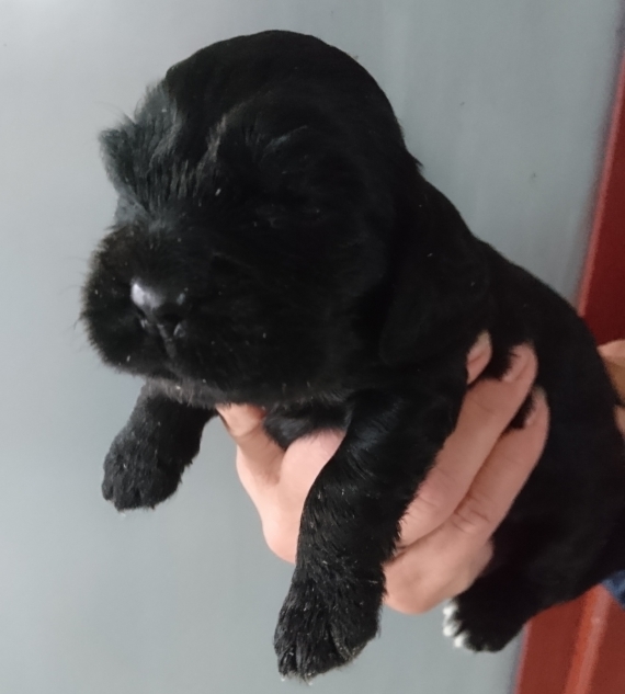 Petit mâle Cocker Anglais (Spaniel) né le 07/02/2026 est proposé – vendu 1500 €.