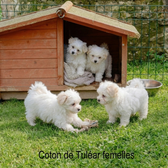 Petite femelle Coton de Tulear née le 30/12/2025 est proposée – vendue 900 €.