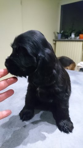 Petite femelle Cocker Anglais (Spaniel) née le 08/02/2026 est proposée – vendue 1500 €.