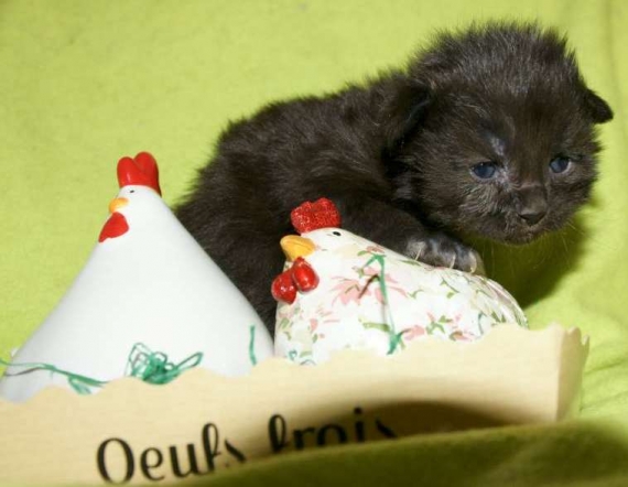 Petite femelle Maine Coon née le 10/03/2026 est proposée – vendue 1450 €.