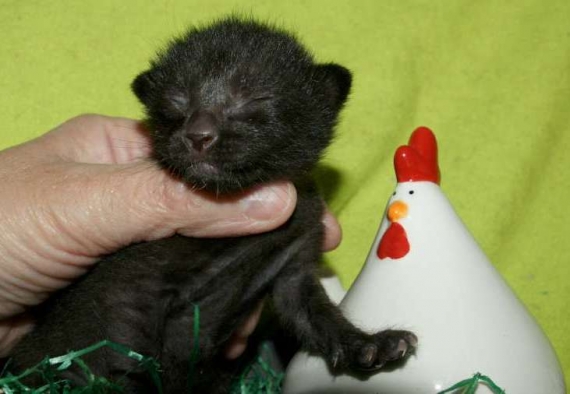 Petit mâle Savannah né le 17/03/2026 est proposé – vendu 1850 €.