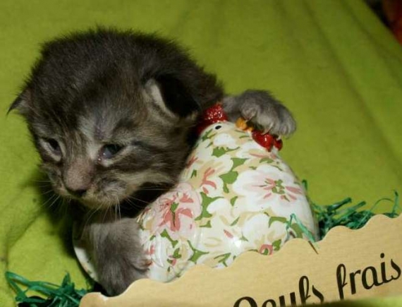 Petite femelle Maine Coon née le 11/03/2026 est proposée – vendue 1450 €.