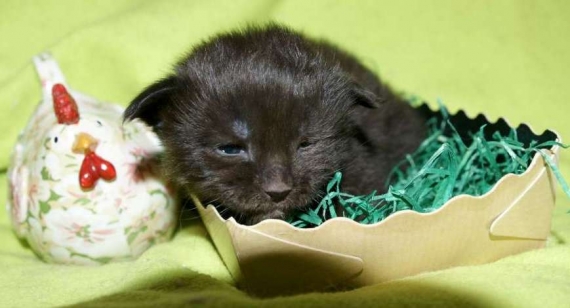 Petite femelle Maine Coon née le 11/03/2026 est proposée – vendue 1450 €.